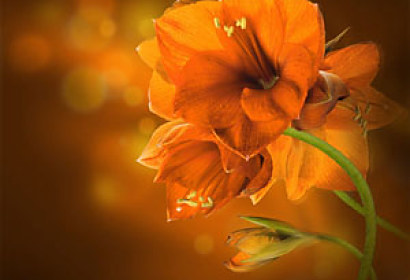 Fototapeta Orange Orchid 4681